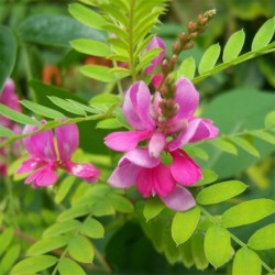 Indigofera heterantha