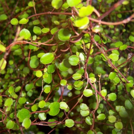 Muehlenbeckia complexa