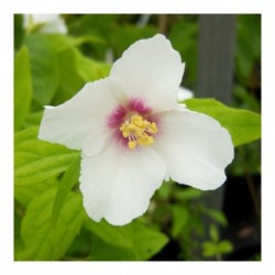 Philadelphus Belle Etoile (AGM)