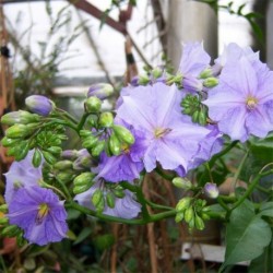 Solanum wendlandii